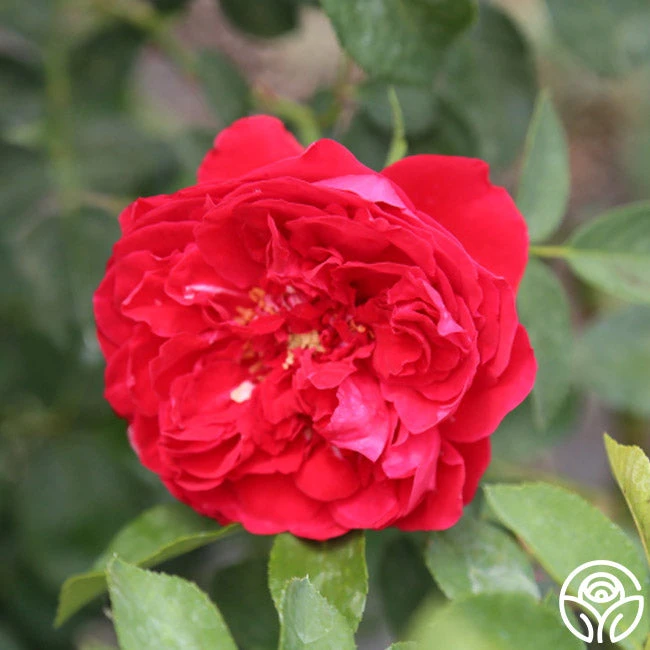 Linda Campbell 4 Linda Campbell - Image 4