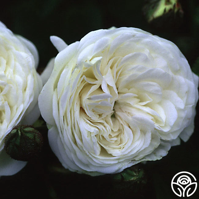 Long John Silver 2 Long John Silver - Image 2