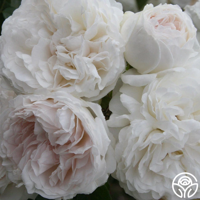 Long John Silver 1 Long John Silver