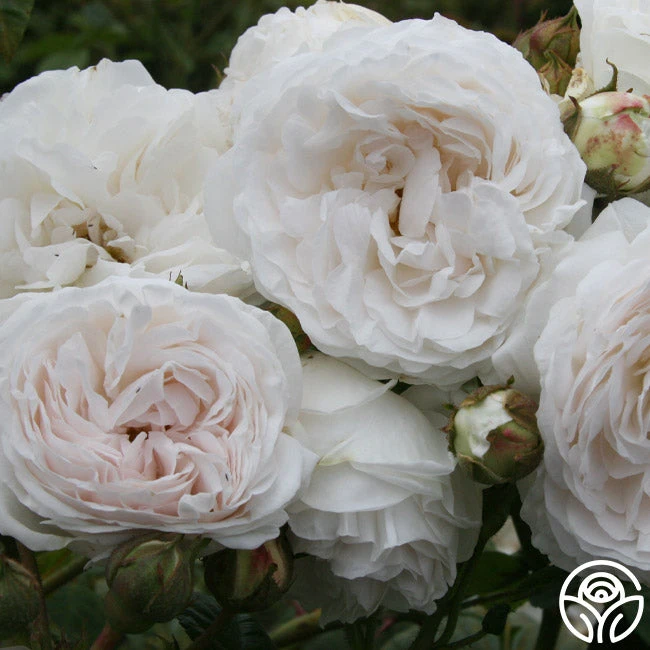 Long John Silver 3 Long John Silver - Image 3