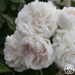 Long John Silver 7 Long John Silver -Precisiom Store longjohnsilver logo 04