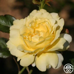 Lord Mountbatten™ -Precisiom Store lord mountbatten 2 5