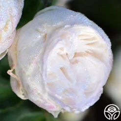 Louise D' Arzens -Precisiom Store louise d arzens 1