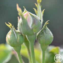 Louise D' Arzens -Precisiom Store louise d arzens 3