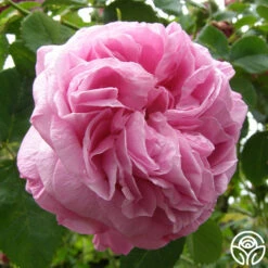 Louise Odier -Precisiom Store louise odier 7 1 1