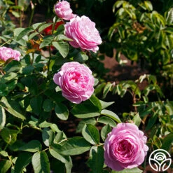 Louise Odier -Precisiom Store louise odier 8