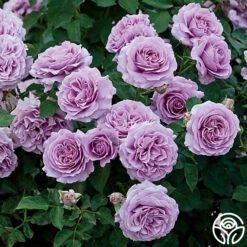 Love Song 14 Love Song -Precisiom Store love song 1 9