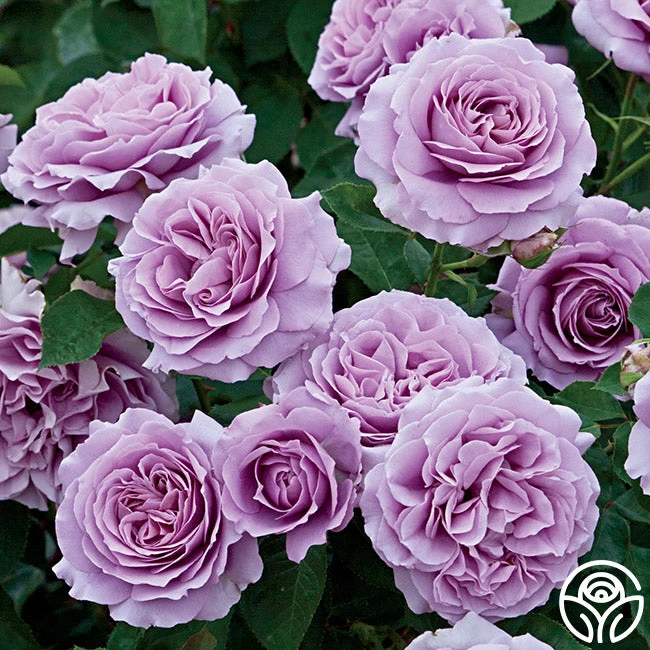 Love Song 1 Love Song