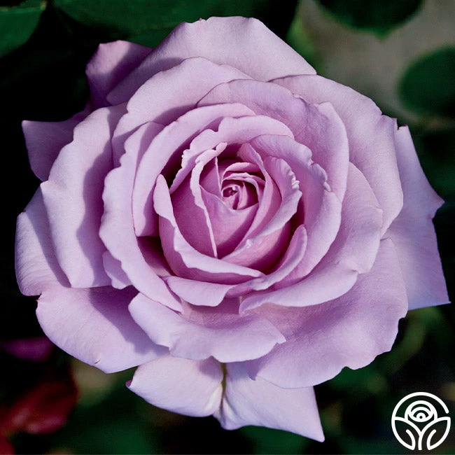 Love Song 8 Love Song - Image 8