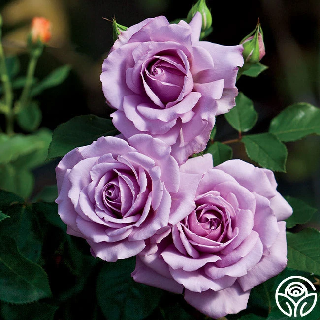 Love Song 2 Love Song - Image 2