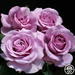 Love Song 13 Love Song -Precisiom Store love song 6