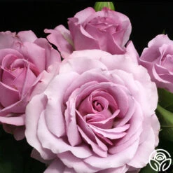 Love Song 18 Love Song -Precisiom Store love song 7