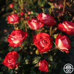 Mandarin Ice® 5 Mandarin Ice® -Precisiom Store mandarin ice 3 1