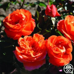 Veranda® Mango -Precisiom Store mango veranda 1