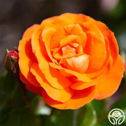 Veranda® Mango -Precisiom Store mango veranda 23