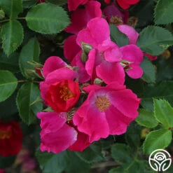 Manhattan Blue -Precisiom Store manhattan blue 2 1 1