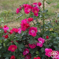 Manhattan Blue -Precisiom Store manhattan blue 3 1 1