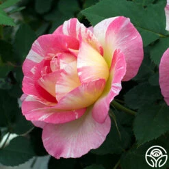 New Release -Precisiom Store marc chagall 2 1