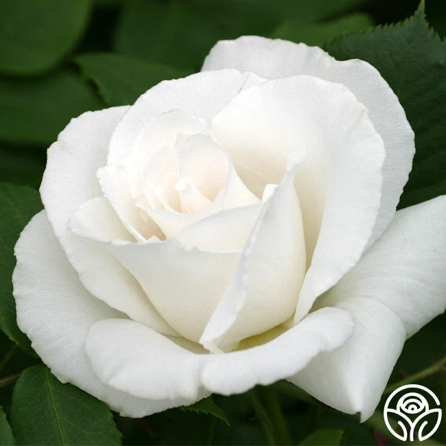 Margaret Merril® 2 Margaret Merril® - Image 2