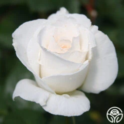 Margaret Merril® 7 Margaret Merril® -Precisiom Store margaret merril 16