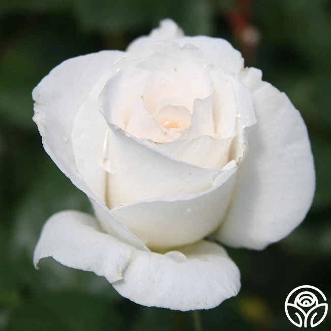 Margaret Merril® 4 Margaret Merril® - Image 4