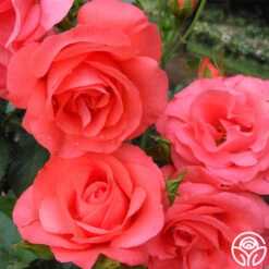 Marmalade Skies™ 18 Marmalade Skies™ -Precisiom Store marmalade skies 6 2