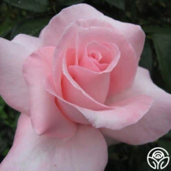 Marylou Whitney -Precisiom Store mary lou whitney 3