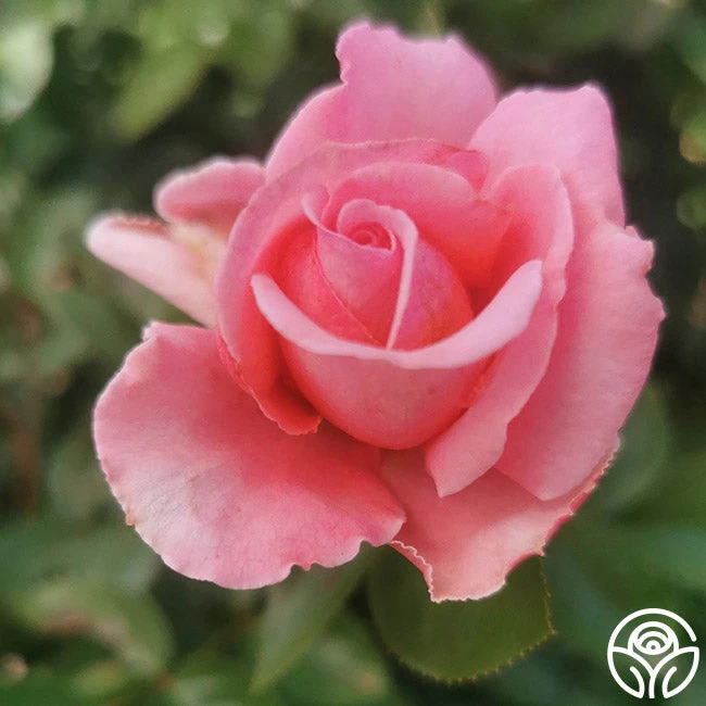 Meant To Be™ 4 Meant To Be™ - Image 4