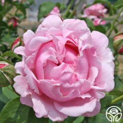 Memorial Day™ -Precisiom Store memorial day 6 1