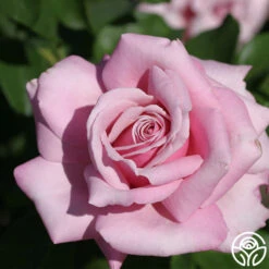 Memorial Day™ -Precisiom Store memorial day 8 1