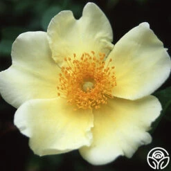 Mermaid -Precisiom Store mermaid logo 03