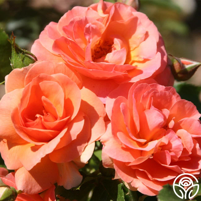 Midsummer Night's Dream™ 2 Midsummer Night's Dream™ - Image 2