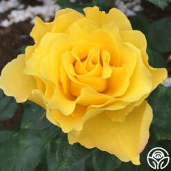 New Release -Precisiom Store midas touch 13