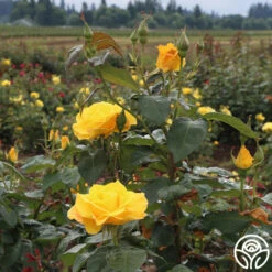 Midas Touch™ -Precisiom Store midas touch 4 1