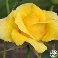 Midas Touch™ -Precisiom Store midas touch 6 2