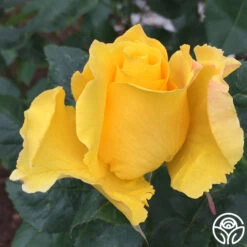 Midas Touch™ -Precisiom Store midas touch 8 2