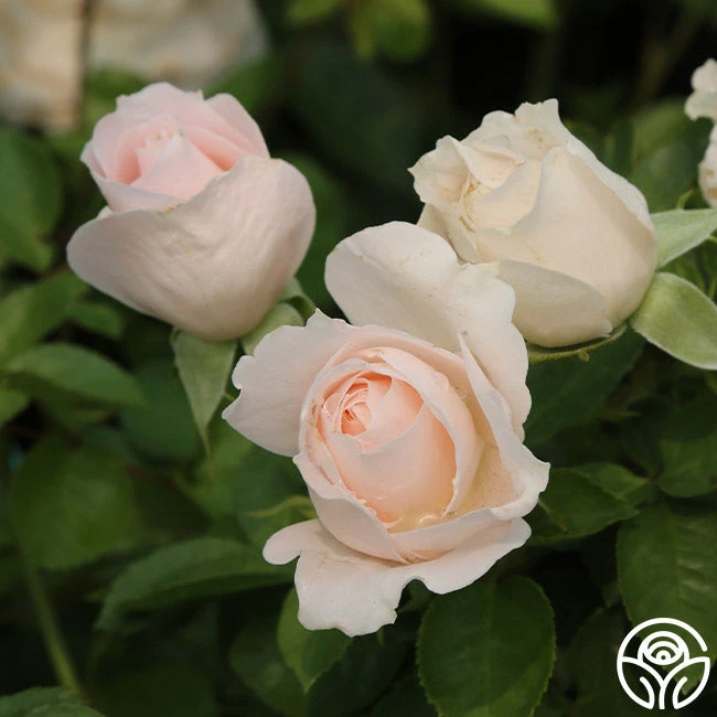 Miss Dior™ 4 Miss Dior™ - Image 4