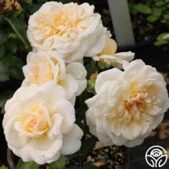 Miss Dior™ 9 Miss Dior™ -Precisiom Store miss dior 3 4