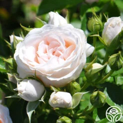 Miss Dior™ 12 Miss Dior™ -Precisiom Store miss dior 4 5