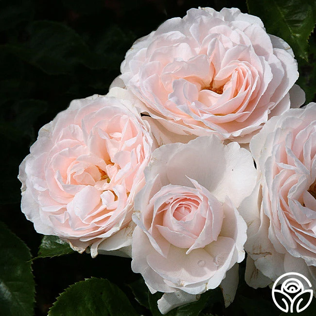 Miss Dior™ 2 Miss Dior™ - Image 2