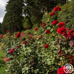 Mister Lincoln® -Precisiom Store mister lincoln 5