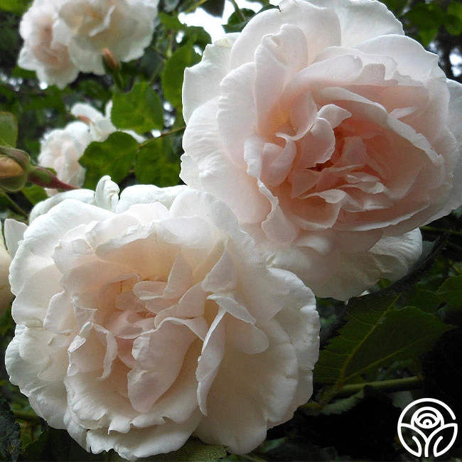 Mme Alfred Carrière 2 Mme Alfred Carrière - Image 2