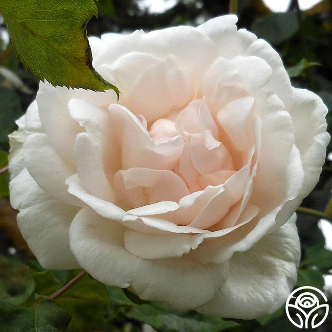 Mme Alfred Carrière 1 Mme Alfred Carrière