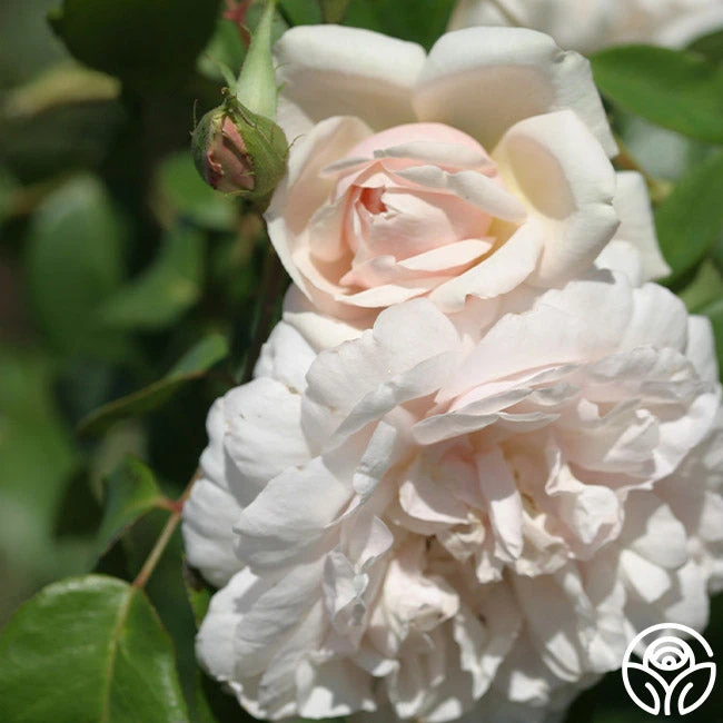 Mme Alfred Carrière 3 Mme Alfred Carrière - Image 3