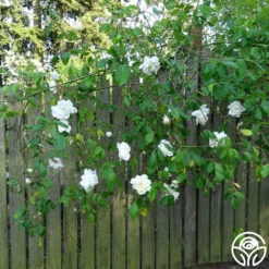 Mme Alfred Carrière 7 Mme Alfred Carrière -Precisiom Store mme alfred carriere 4