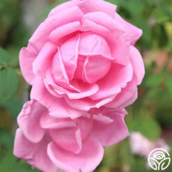 Mme Caroline Testout -Precisiom Store mme caroline testout 1 1