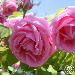 Mme Caroline Testout -Precisiom Store mme caroline testout 4 8