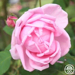 Mme Caroline Testout -Precisiom Store mme caroline testout 5 1