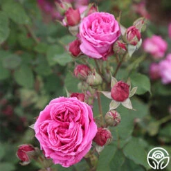 Mme Dubost -Precisiom Store mme dubost 9