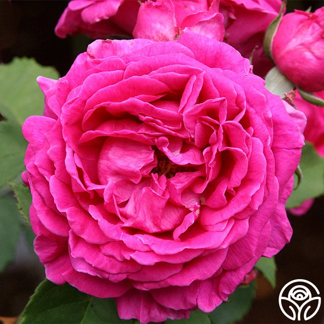 Mme Isaac Pereire 2 Mme Isaac Pereire - Image 2